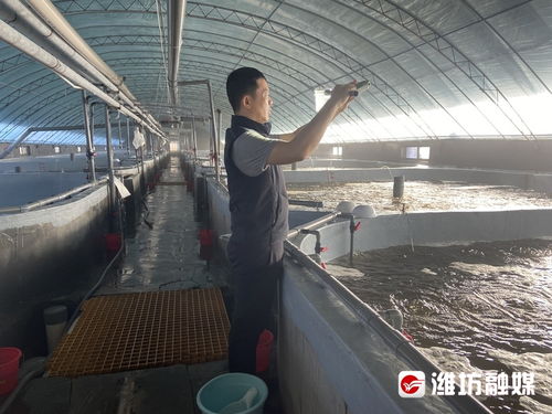 新春走基层丨繁育 小虾苗 孕育 大钱景