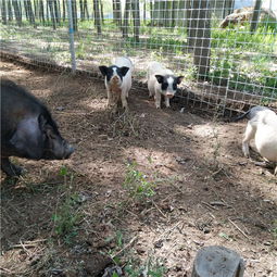 养殖巴马香猪赚钱吗 小香猪苗养殖基地