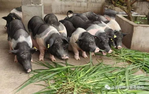 养猪喂什么牧草好,适合代替饲料的牧草 国家菌草中心海南基地