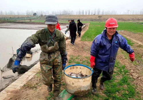 村民们吆喝着打鱼,喜迎丰收