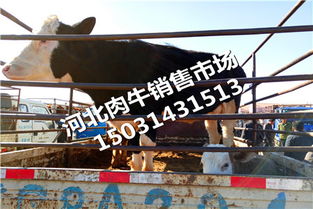 吉林延边朝鲜族肉牛犊价格肉牛批发肉牛养殖公司