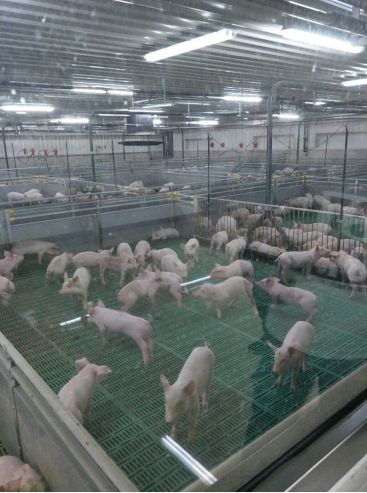 金球有机猪肉和家乐福沈阳塔湾店邀请顾客参观有机猪肉养殖基地