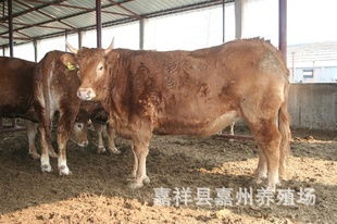 山东万头肉牛养殖场 广东肉牛养殖场 广西肉牛养殖场指导价 山东万头肉牛养殖场 广东肉牛养殖场 广西肉牛养殖场行情
