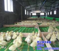 【武汉麻鸭产品库】_价格/图片/厂家 - 湖北产品库