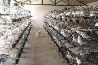 哪里肉鸽价格便宜岢岚县肉鸽养殖基地_志趣网