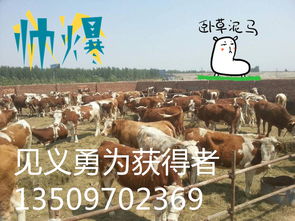 肉牛养殖场报价 厂家