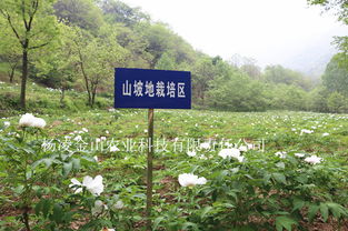 杨凌金山农业科技公司示范基地油用牡丹苗长势良好牡丹花盛开 图