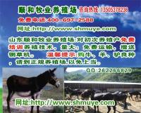 供应种驴场 种驴基地山东顺和牧业养殖基地_农副产品_世界工厂网中国产品信息库