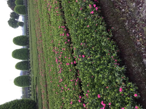 【杜鹃花种植基地,基地的杜鹃花批发价出售】- 