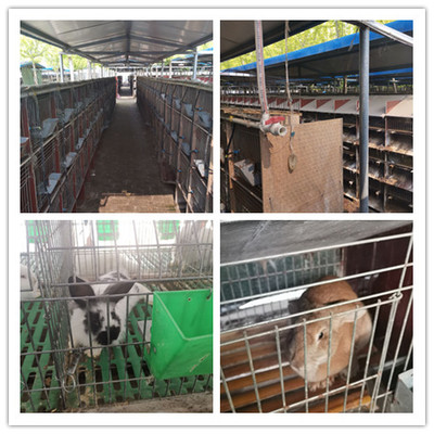 郴州市出售新西兰肉兔獭兔养殖基地