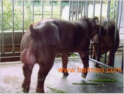 河北种猪养殖厂 大型 生态种猪养殖场 种猪繁育基地 邯郸康锦, 河北种猪养殖厂 大型 生态种猪养殖场 种猪繁育基地 邯郸康锦生产厂家, 口碑好