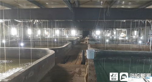 利津县双瀛水产 南鱼北养延产卵 大棚养殖效益涨
