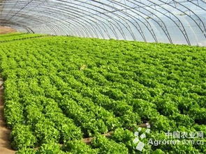 上农批 在启东建立30000亩蔬菜专供基地 图