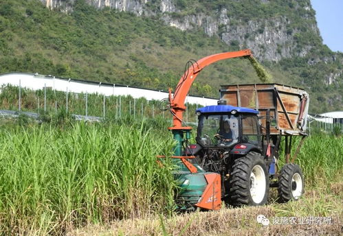 广西武鸣 基地养殖助增收