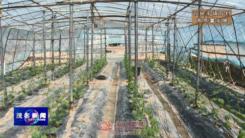 信宜这个乡镇大发展 公司 农户 合作社......目前正值春耕 在信宜市贵子镇函口村田间,瓜农们正在对该镇的特色农产品苦瓜进行培育,苦瓜苗蔓长势喜人 在贵子镇函口村苦瓜种植基地里
