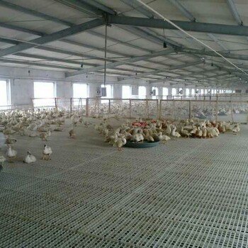 养殖塑料漏粪地板鸡鸭鹅漏粪板育雏鸡鸭鹅的漏粪网床