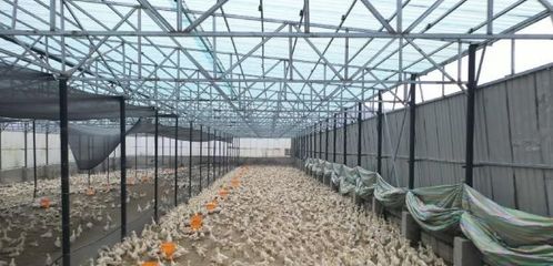 桦南:100万只雏鹅助力产业“振翅高飞”