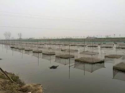 探访湖北仙桃最大的黄鳝养殖基地:明年将对外销售种苗| 渔行家发现之旅·湖北