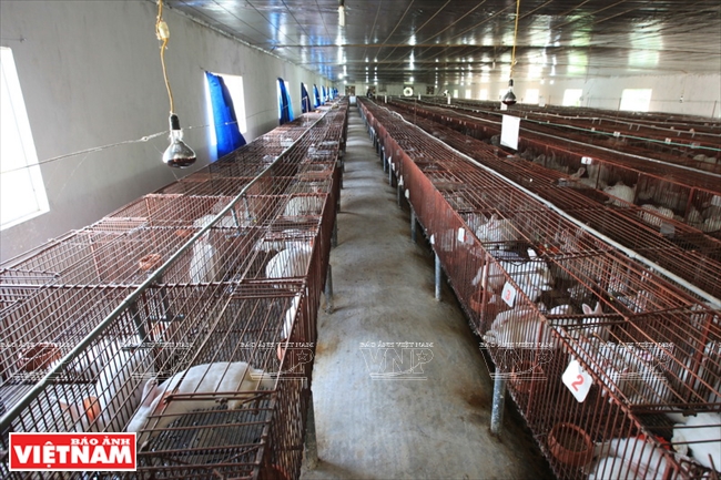 优质土鸡养殖基地——社岗基地