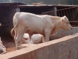 商丘种牛养殖场 南京种牛价格 肉牛犊养殖 南京肉牛