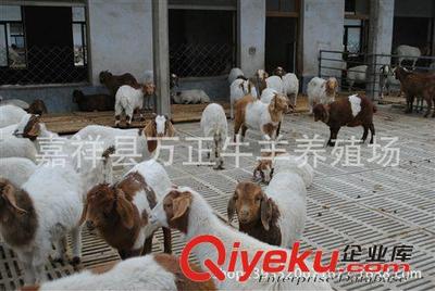波尔山羊60斤的多少钱一只万正养殖基地图片|波尔山羊60斤的多少钱一只万正养殖基地产品图片由嘉祥县万正牛羊养殖场公司生产提供-