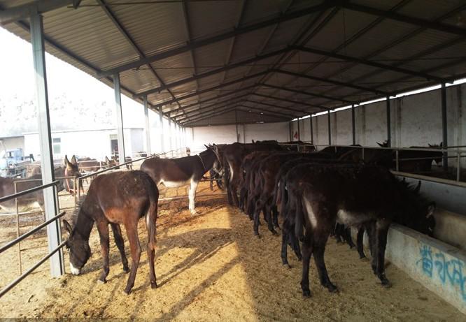 驴肉养殖基地