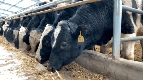 察右中旗万头肉牛养殖基地项目 倾力打造肉牛产业 带领农牧民蹚出牛路子 过上牛日子