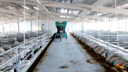 岳普湖县:肉羊良种繁育体系建设开启加速度