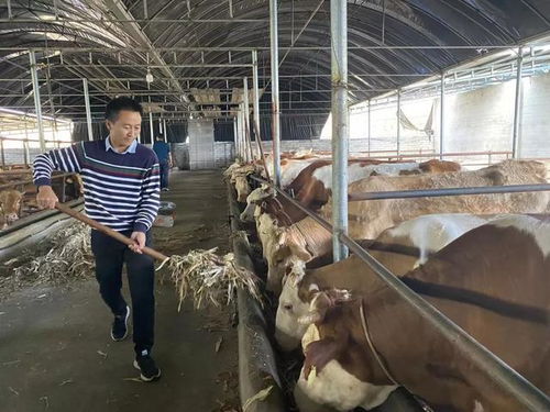 琅环村 肉牛养殖让群众收入 牛 起来