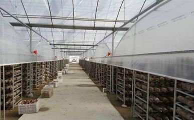 河南伏牛山百菌园:菌类产品的养殖基地