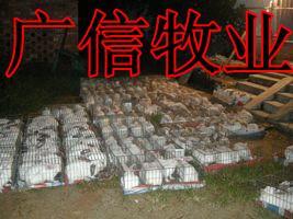 獭兔种兔养殖基地 獭兔养殖利润_农副产品_世界工厂网