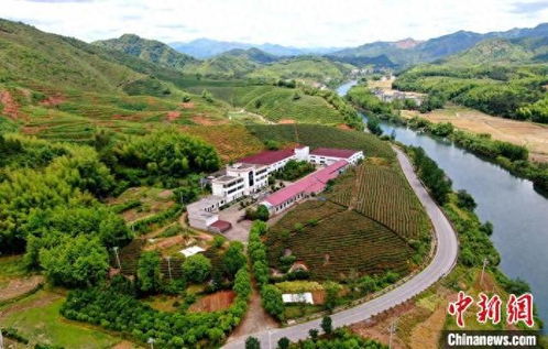 江西德兴 小油茶 链 起富民兴村大产业