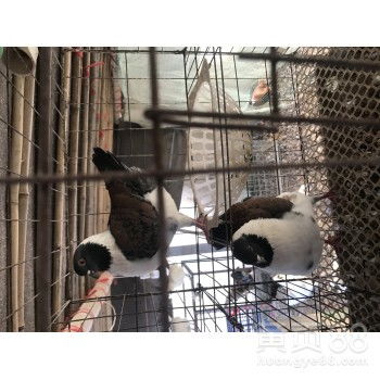 【小龙虾养殖基地】- 