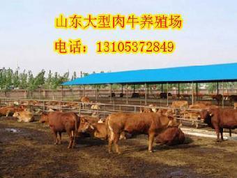 鹤岗哪里有黄牛养殖场_志趣网