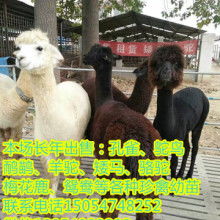 山东腾达养殖基地