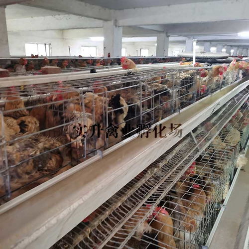 罗曼蛋鸡苗报价 厂家