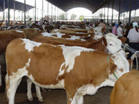 什么地方的肉牛便宜 牛津牧业牛羊驴养殖基地 质量可靠黄桂龙产品的资料 - 江西机电网