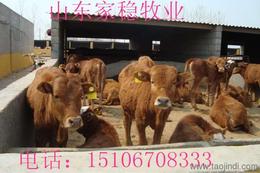 山东养殖 肉牛 种牛 种羊 肉驴 价格 品种 产品中心