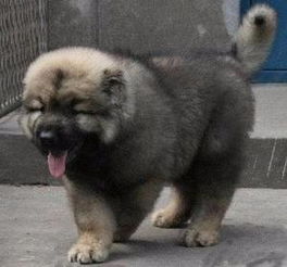 图 较大宠物养殖基地 销售总部 常年出售各种精品宠物幼犬 南充宠物狗 南充列表网