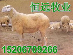 肉羊种羊小尾寒羊圈养技术波尔山羊价格产品大图 嘉祥县恒远养殖场
