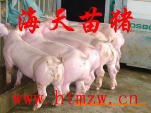 江苏省海天苗猪养殖场