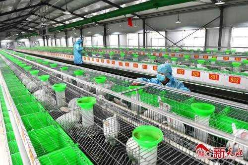 萌萌哒 獭兔养殖助力群众脱贫