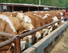 广东肉牛养殖基地-特色农产品-贸易频道-松际农网