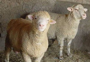 安徽牛羊养殖基地 生众养殖