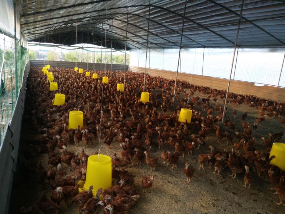 杏林镇龙山村:扎实发展林下养殖 深入推进精准扶贫