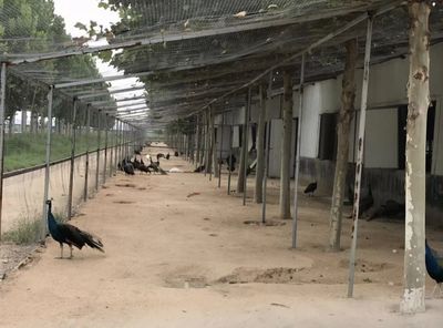 孔雀养殖有诀窍 深加工“玩”出新花样!