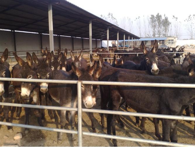 驴肉养殖基地