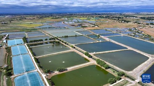 豊かな水の恵み 水产物が収获期 宁夏回族自治区银川市