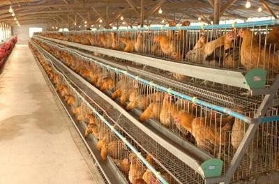 外出打工20年后他回乡搞养殖,创办合作社年销售400万