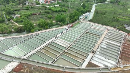 首批20万尾鲟鱼苗欢快入水,百丈冷水鱼养殖基地一期投入使用!